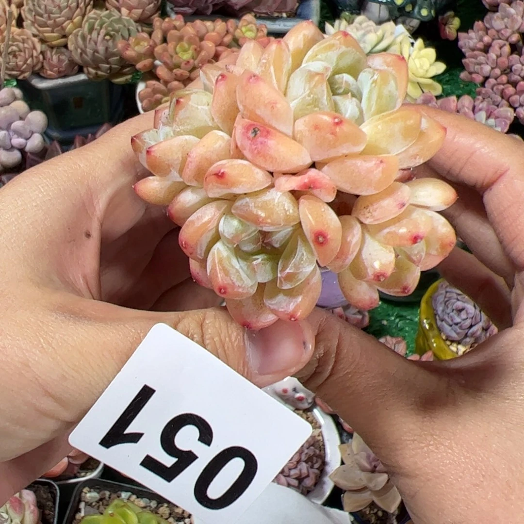 凉***干051多肉植物盆栽的