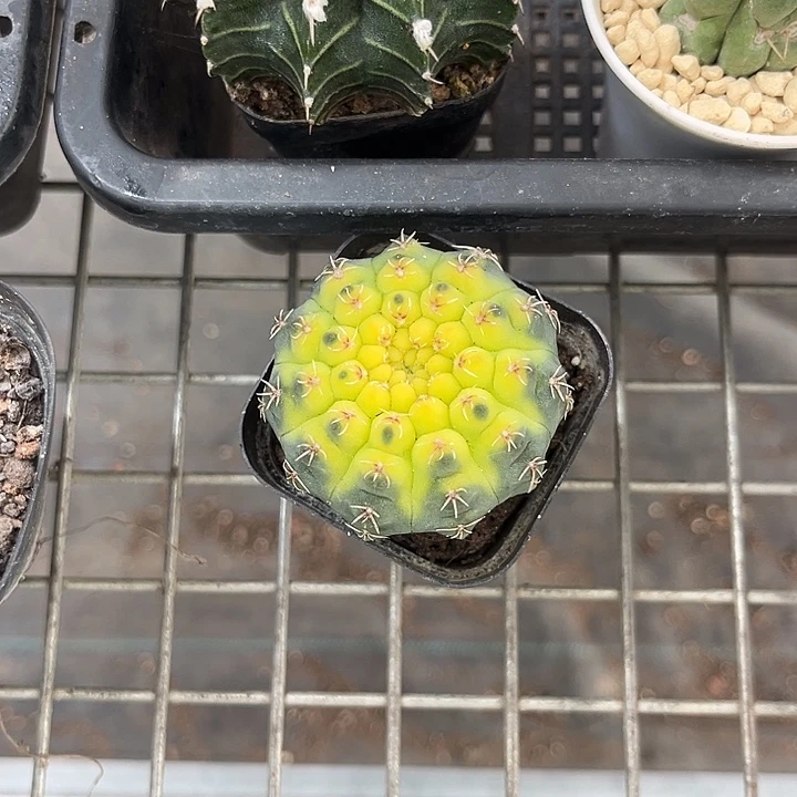 郁***玉我也不知道我为什么要这样做