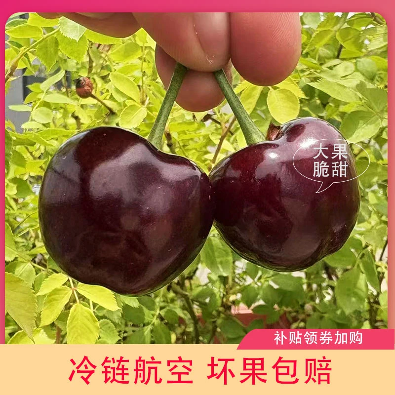 【光果美早】天水大樱桃车厘子脆甜爽口产地直发EMS航空
