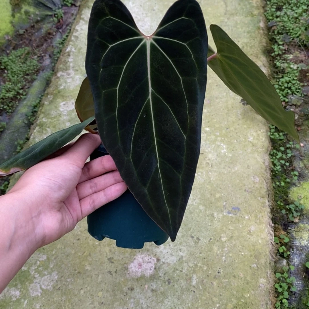 不开花植物贝斯杂黑桃