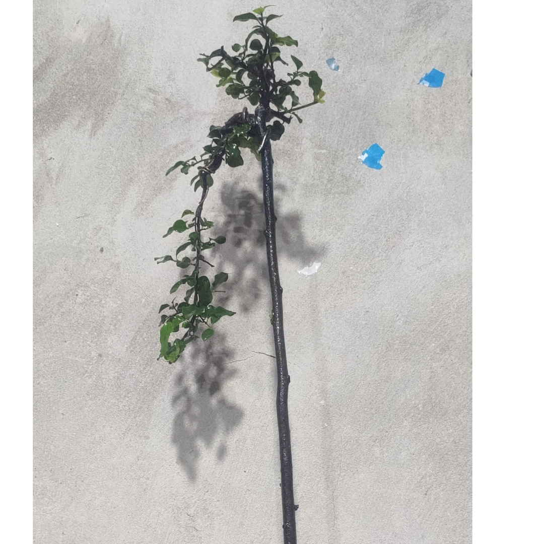 金弹子盆景绿植花卉