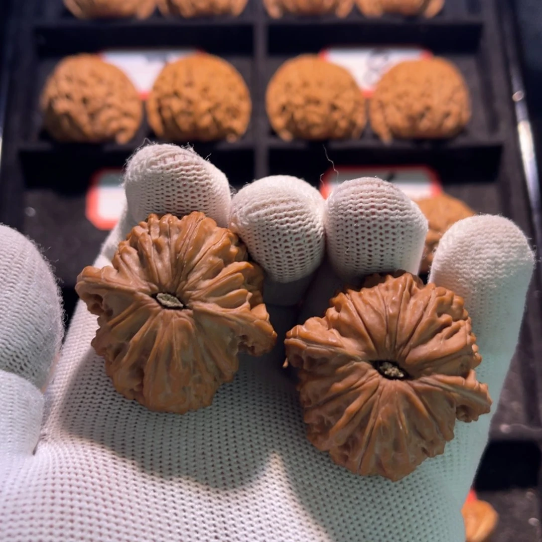?****?秦皇岛山地果全品08