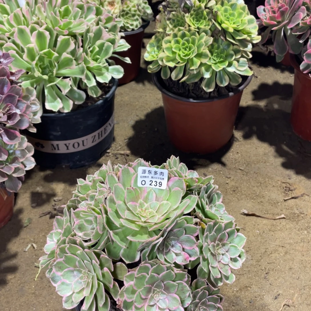 239万紫多肉法师断枝不包