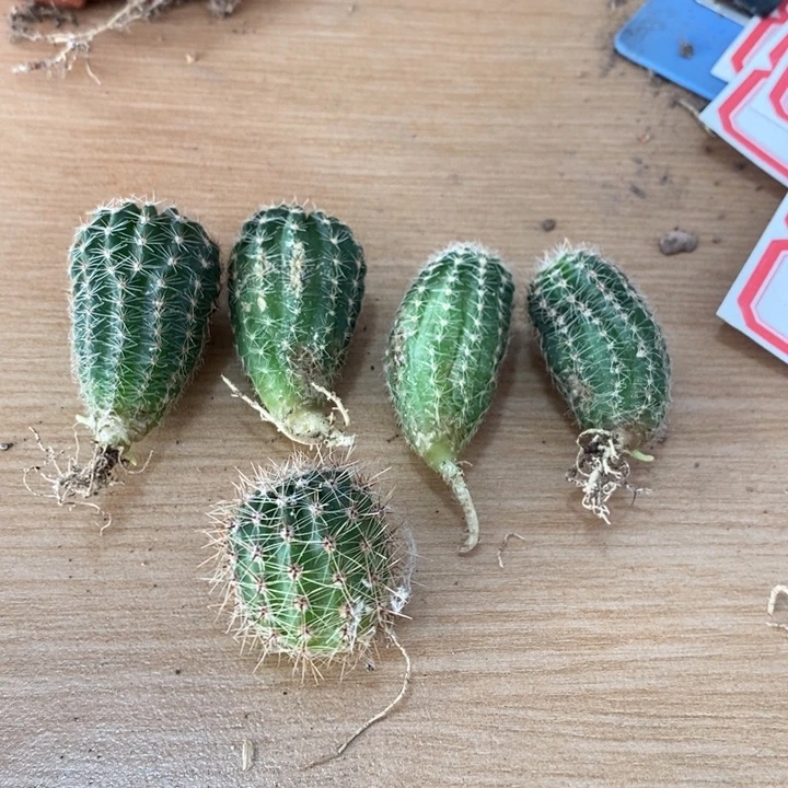 实生小苗2公分5个