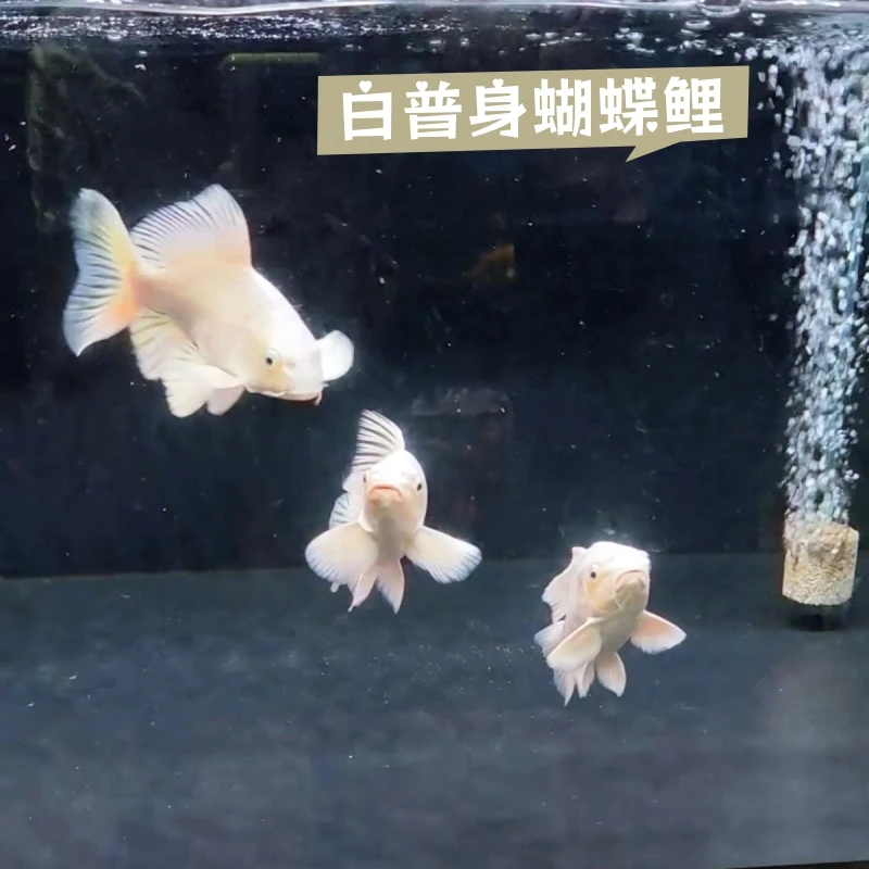 台湾普身蝴蝶鲤白色贵妃宠物鱼好养耐活冷水鱼大鳍大尾招财观赏鱼