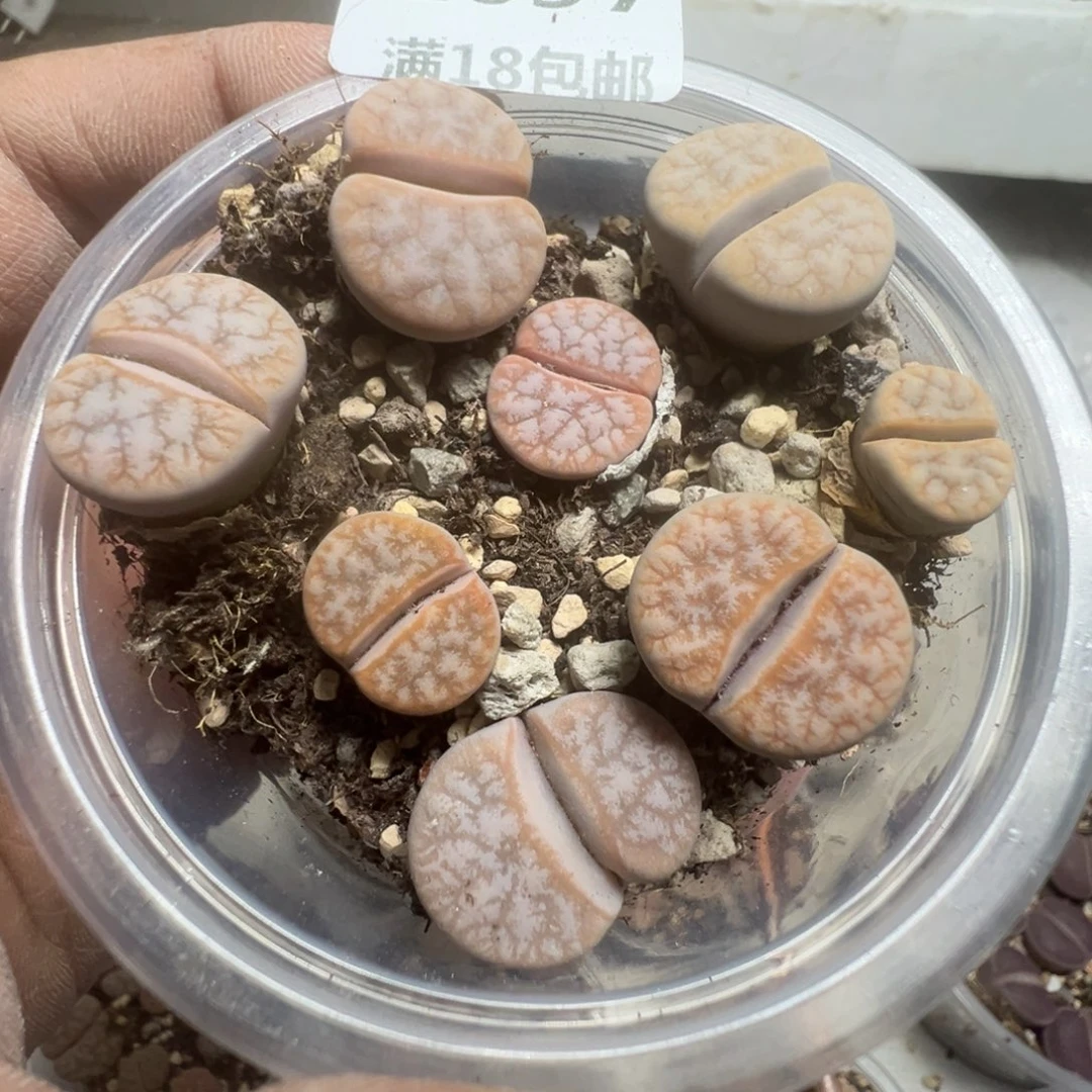 【闪购商品】1097。