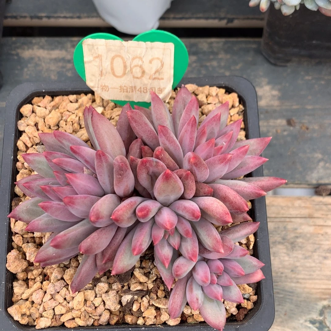 虞美人羽毛纹彩体1062