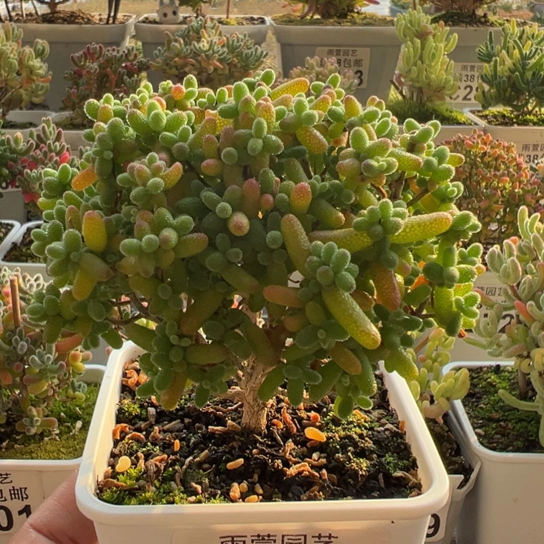 9-413金桔老桩七方盆冠幅9厘米左右