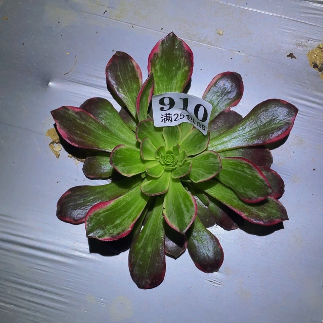 黑体万花筒多肉植物910