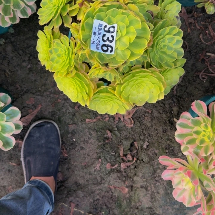 雨荷花30-3包邮花花