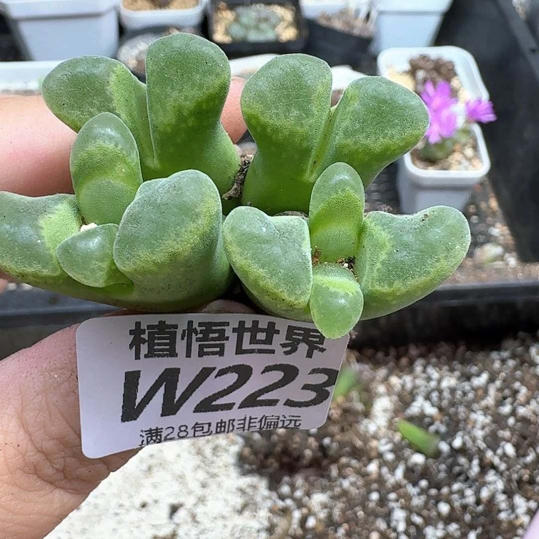 多肉植物的润泽地rvv