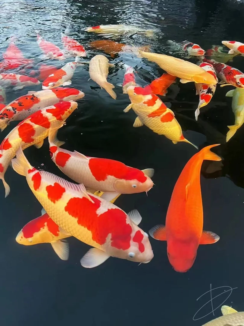锦溪观赏鱼-活体1号链接