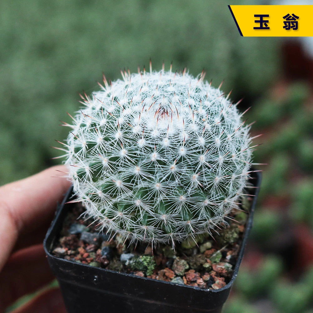 玉翁仙人球室内防辐射绿植四季开花好养精品多肉盆栽