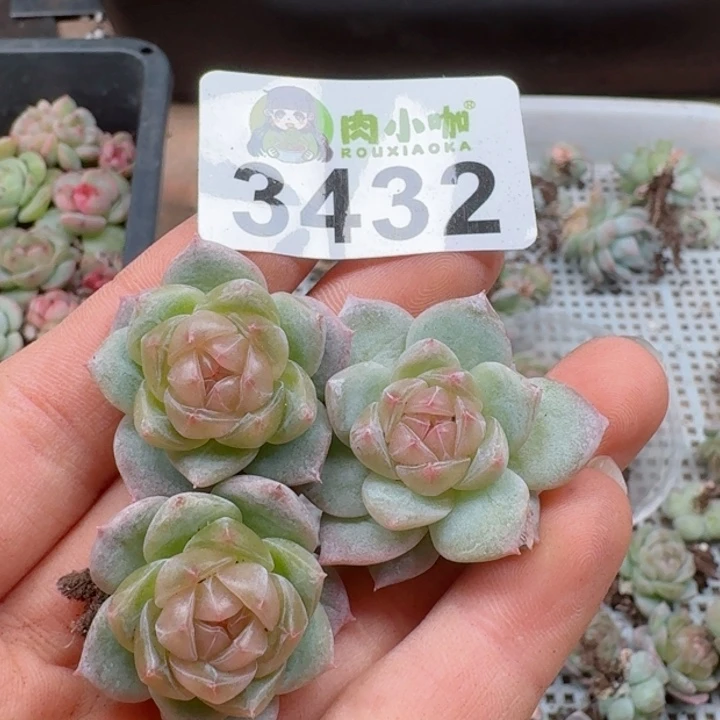 多肉植物多肉植物