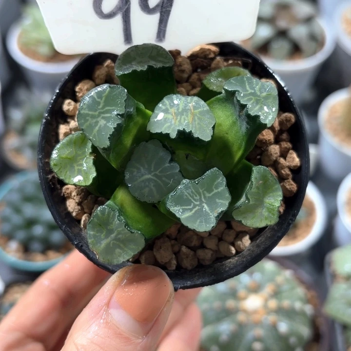 红纹大镜万象多肉植物