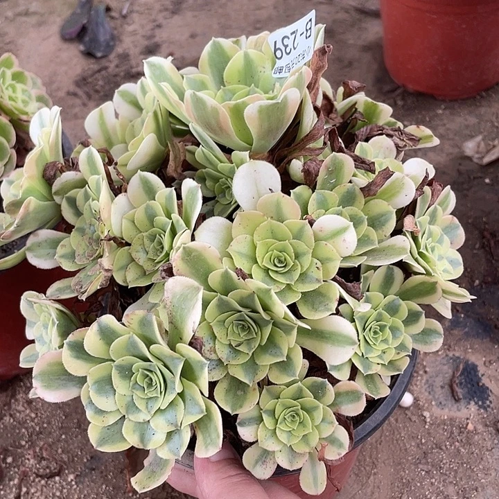 239绿豆沙多肉植物法师