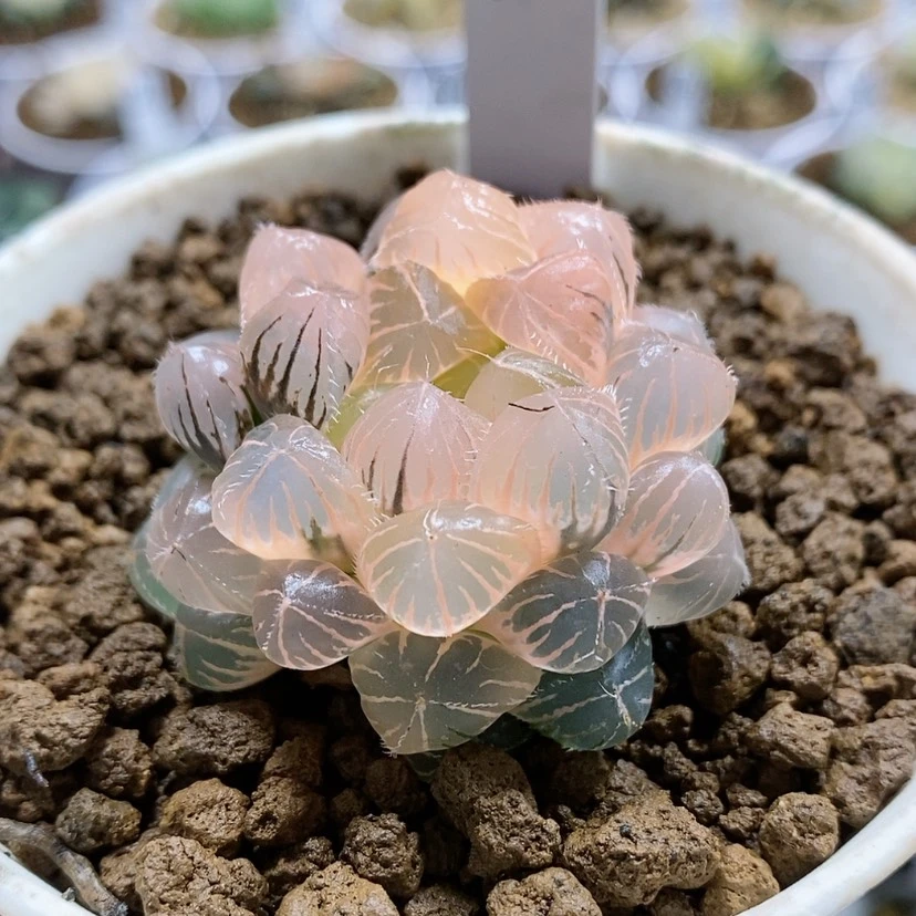 【闪购商品】98糊斑蓝镜玉露锦