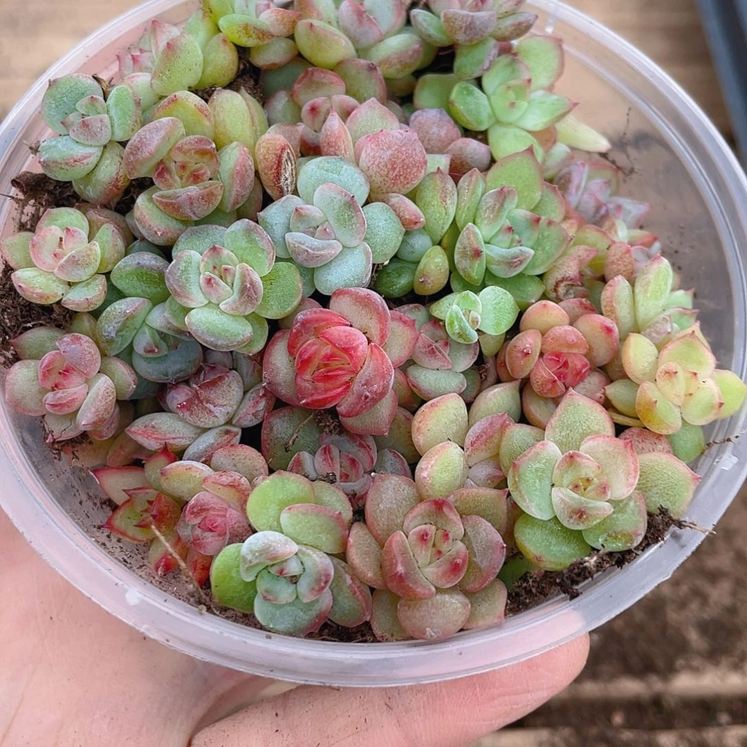 多肉植物多肉植物5