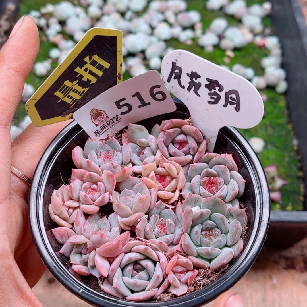 多肉植物多肉植物