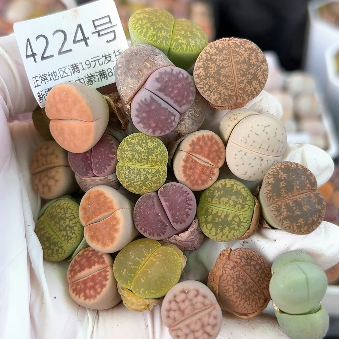 好养易活生石花大母本4224共20个