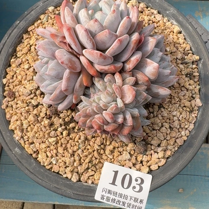 圈***103星影群带缀10cm左右