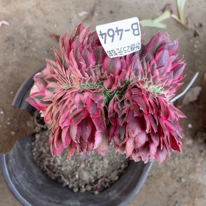 464倾城嫁接缀12345678