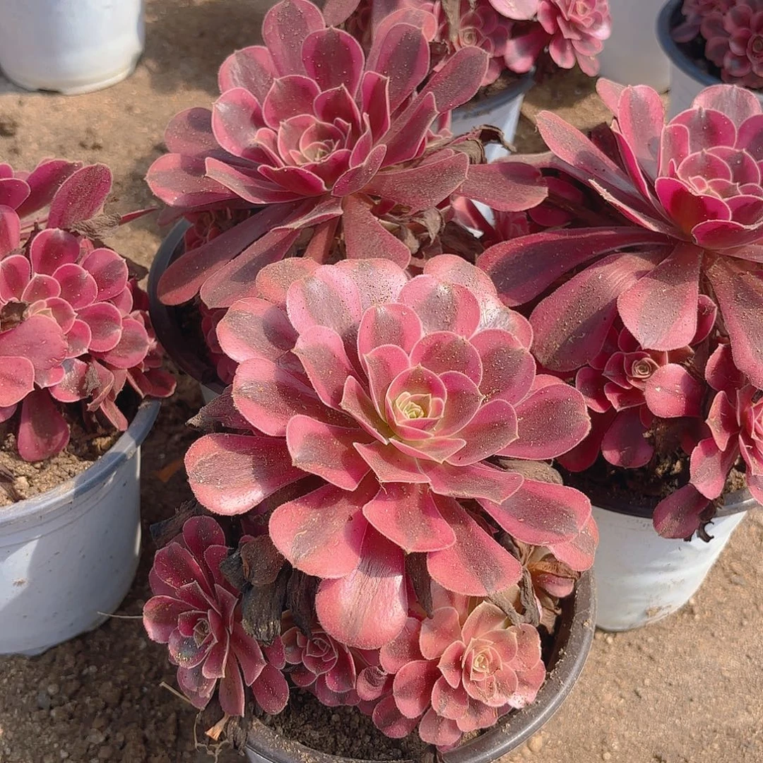 美杜莎三颗多肉植物五号