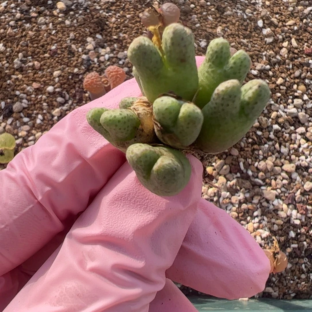 531 好看的多肉冲冲冲