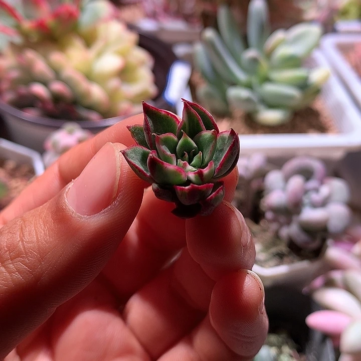 阿吉塔玫瑰拉丝锦