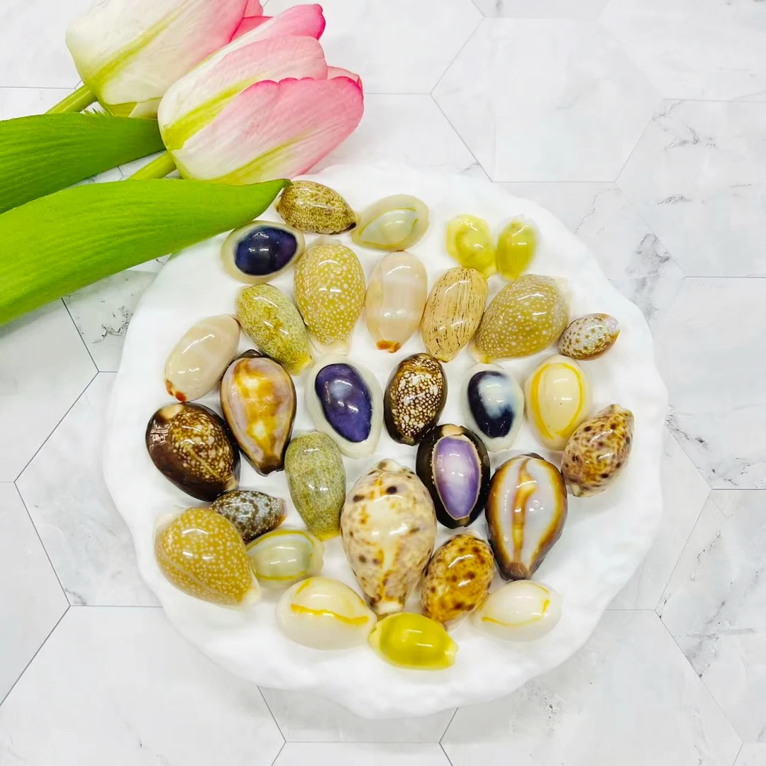 【宝螺套餐混发】天然海螺贝壳宝螺紫宝螺雨丝宝螺收藏标本DIY摆件