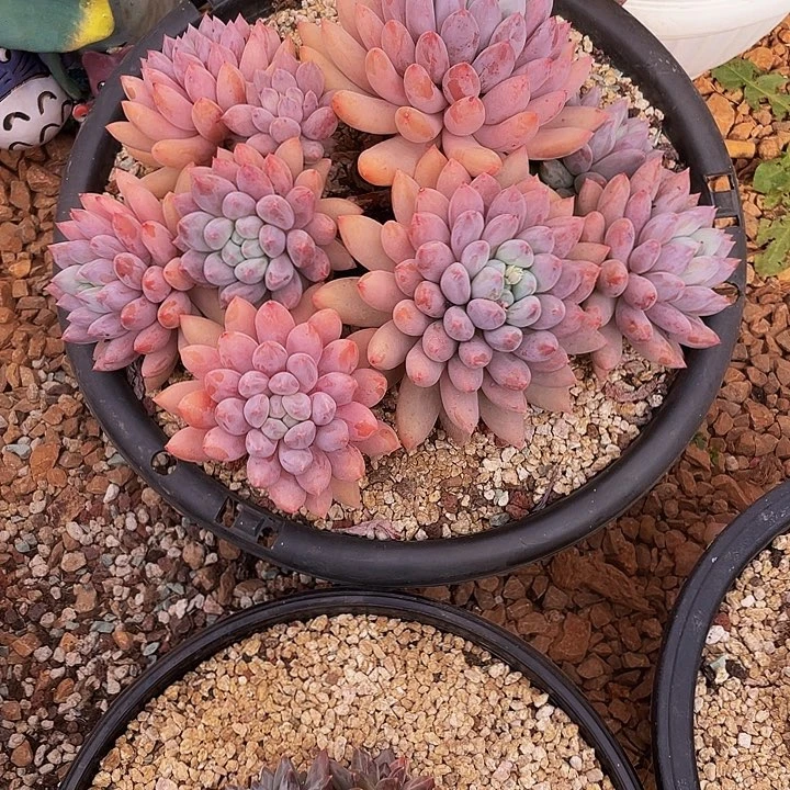 娇***.多肉植物、群生所罗门