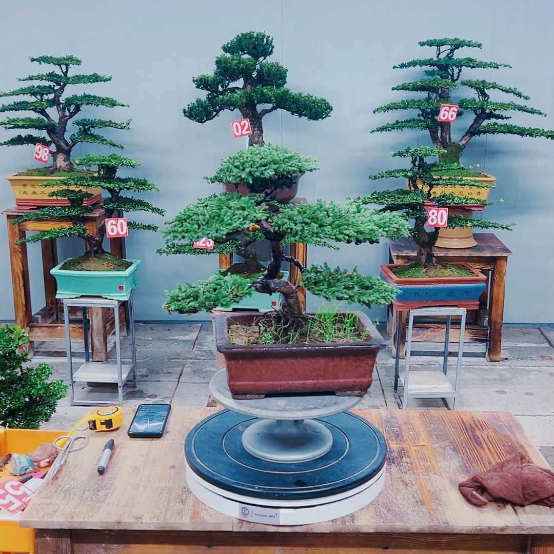 无花朵原生老珍珠柏树