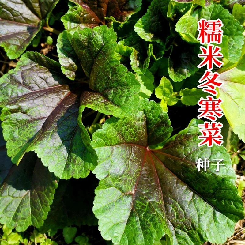 冬寒菜种籽糯米冬寒菜高钙菜冬苋菜种子秋冬季盆栽田园蔬菜孑耐旱