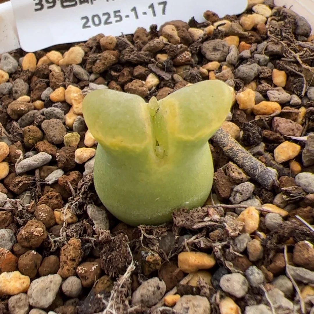 0351号 1141奶瓶 多肉植物