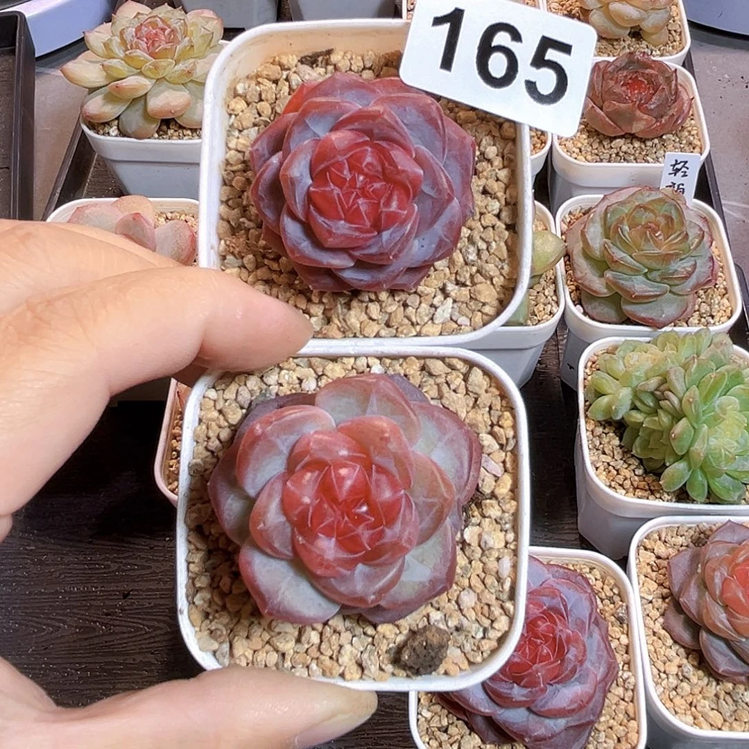 ᥫ***࿐165一物一拍 天使灵姬AB