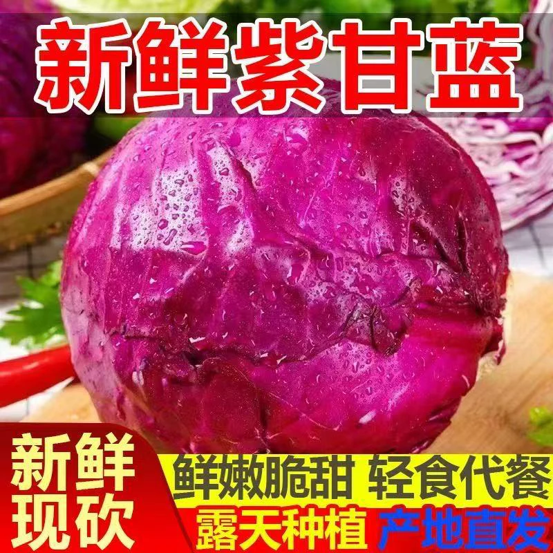 【新鲜爽口】紫甘蓝菜卷心菜新鲜紫色包菜生吃沙拉凉拌菜减脂餐