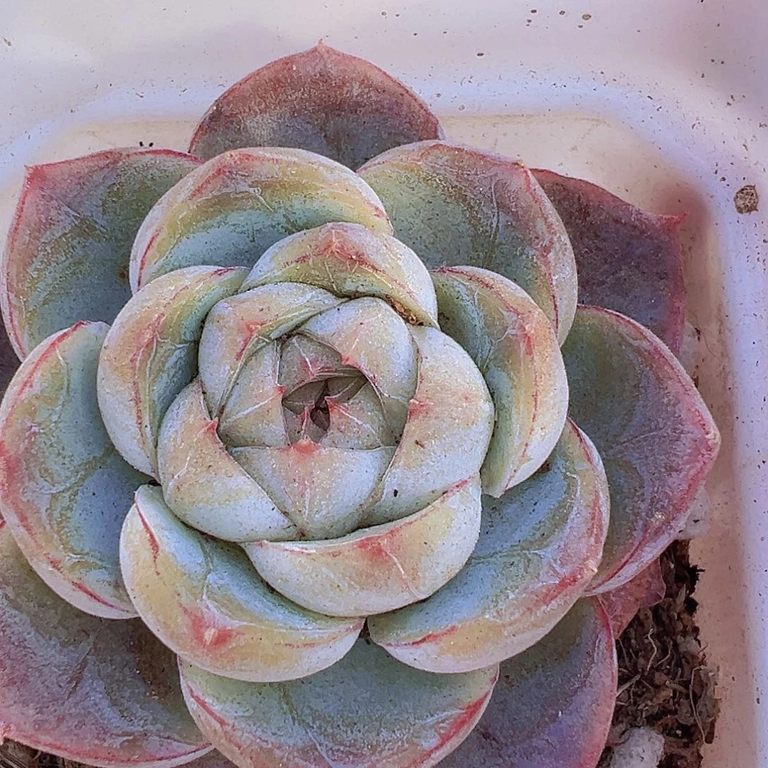 胖虎珍妮单头19包邮多肉