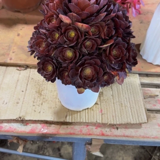 桃花石15.8加急发明天早上