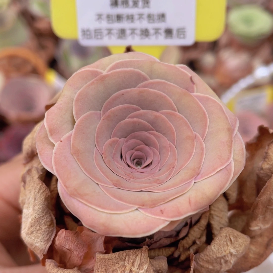 山地玫瑰Z105断枝不包损不售后
