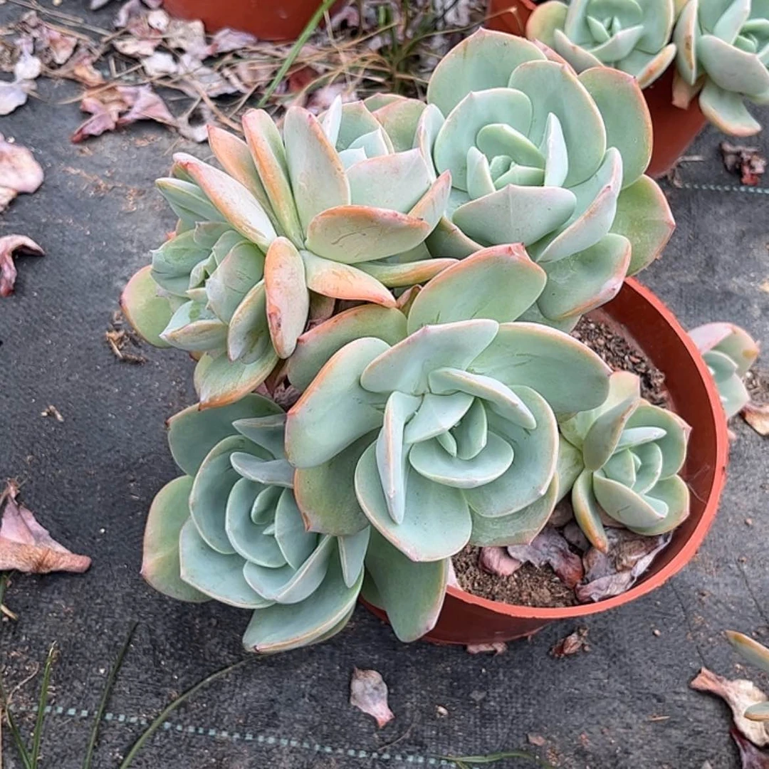 【闪购商品】无花朵咖**奶