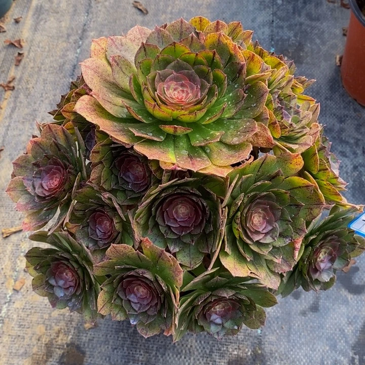 911万拉丝多肉法师