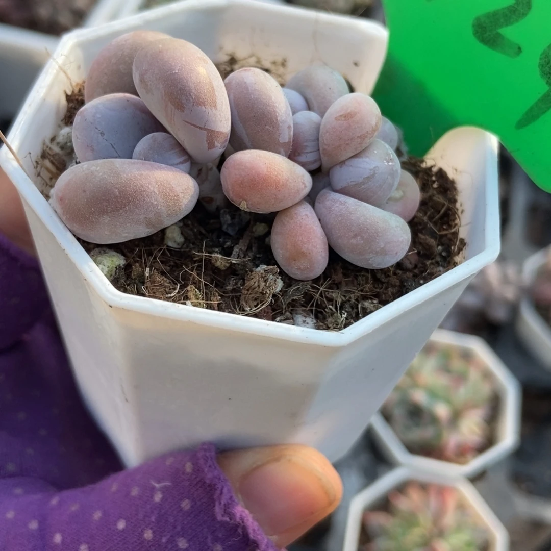 3124奶酪多肉植物多肉