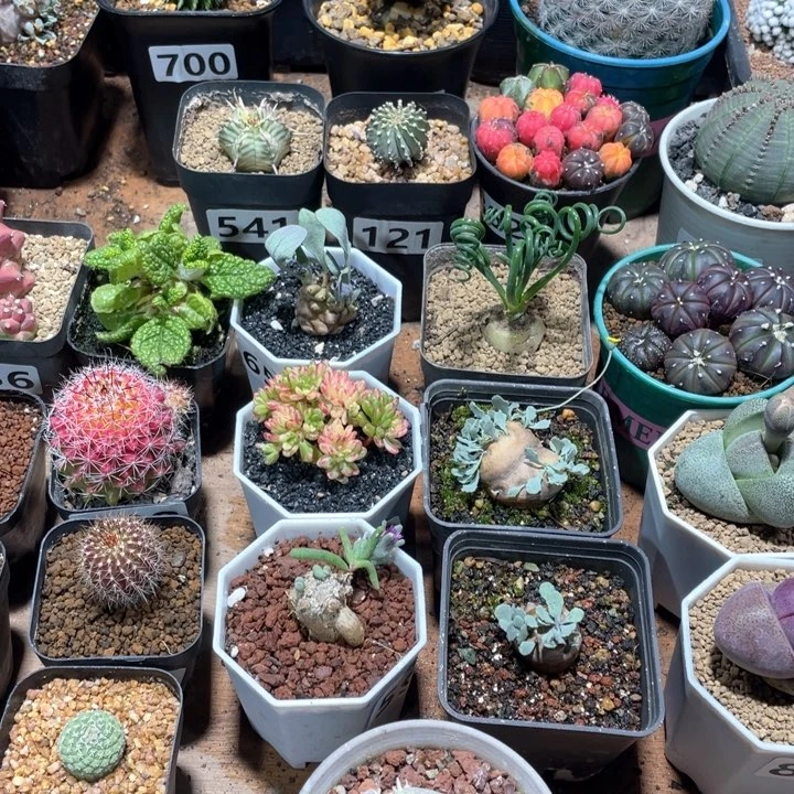 寒*雪845实生雪花毛毛