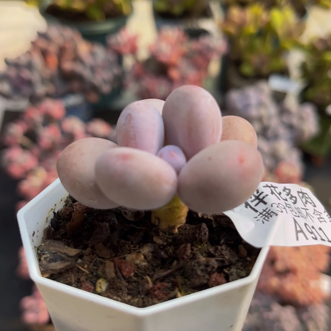 911彩虹奶3cm多肉植物