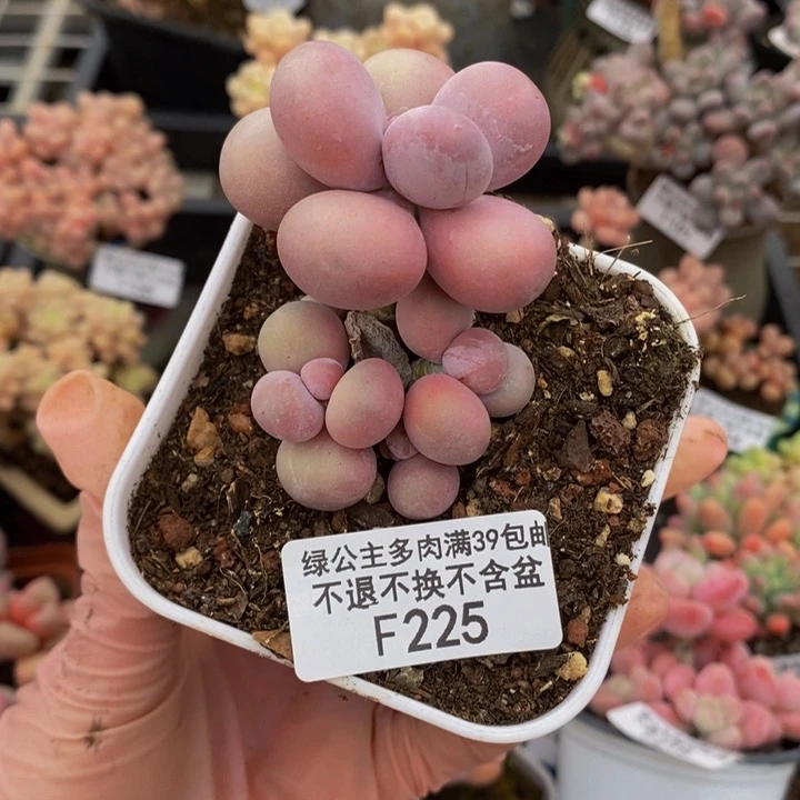 芭比奶洛225多肉植物