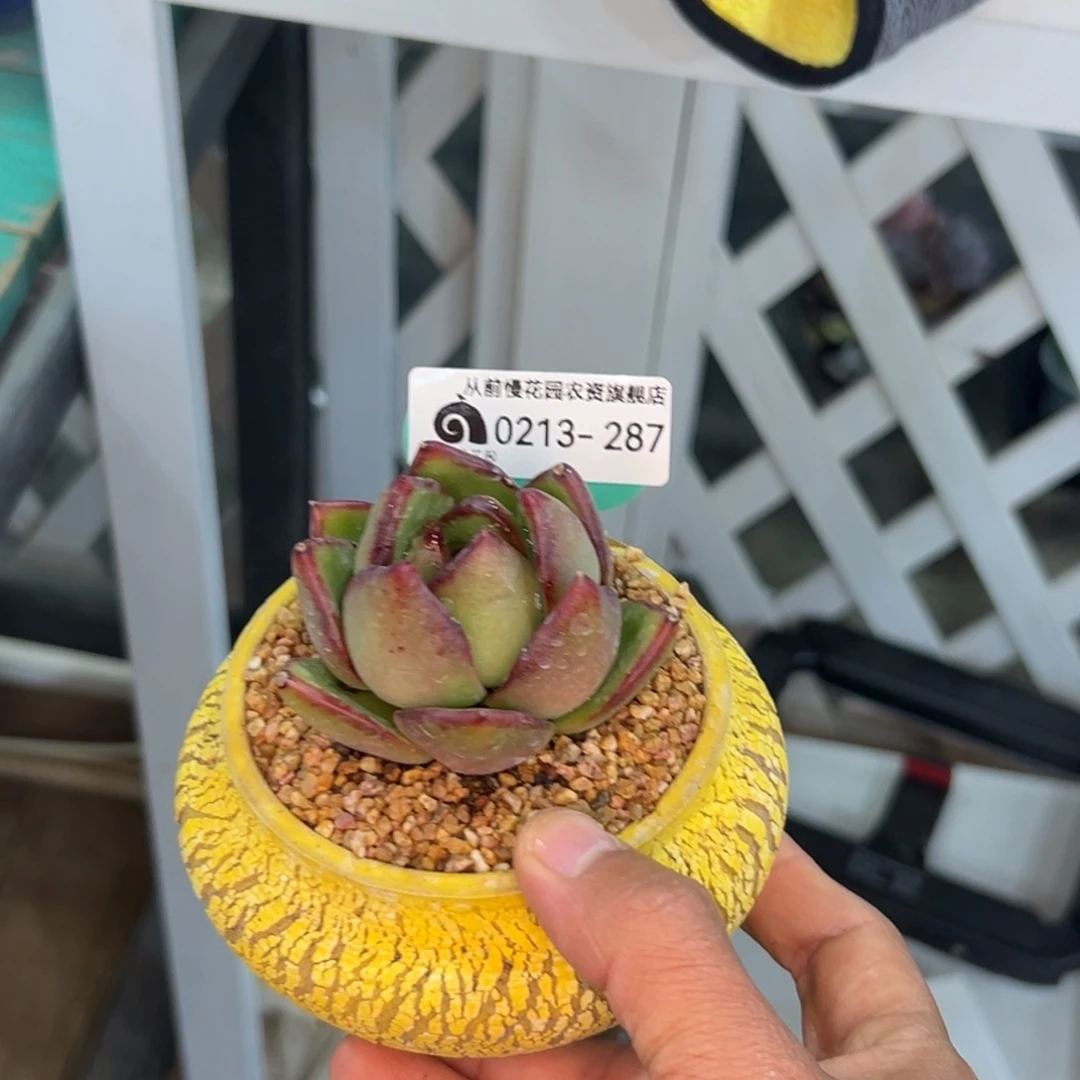 倔***牛多肉一物一拍0213-287