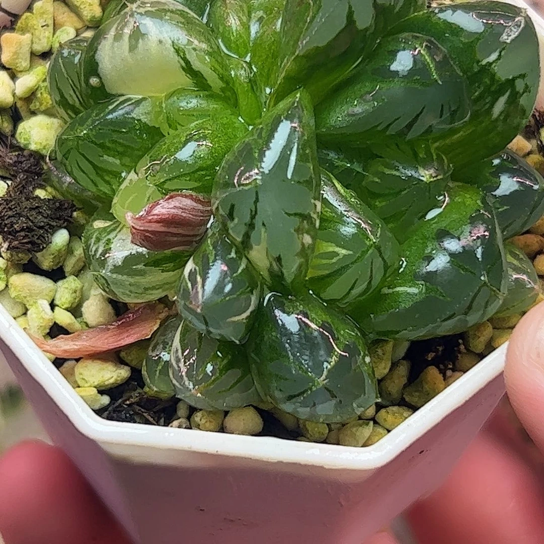 水晶灯巨大化锦十二卷