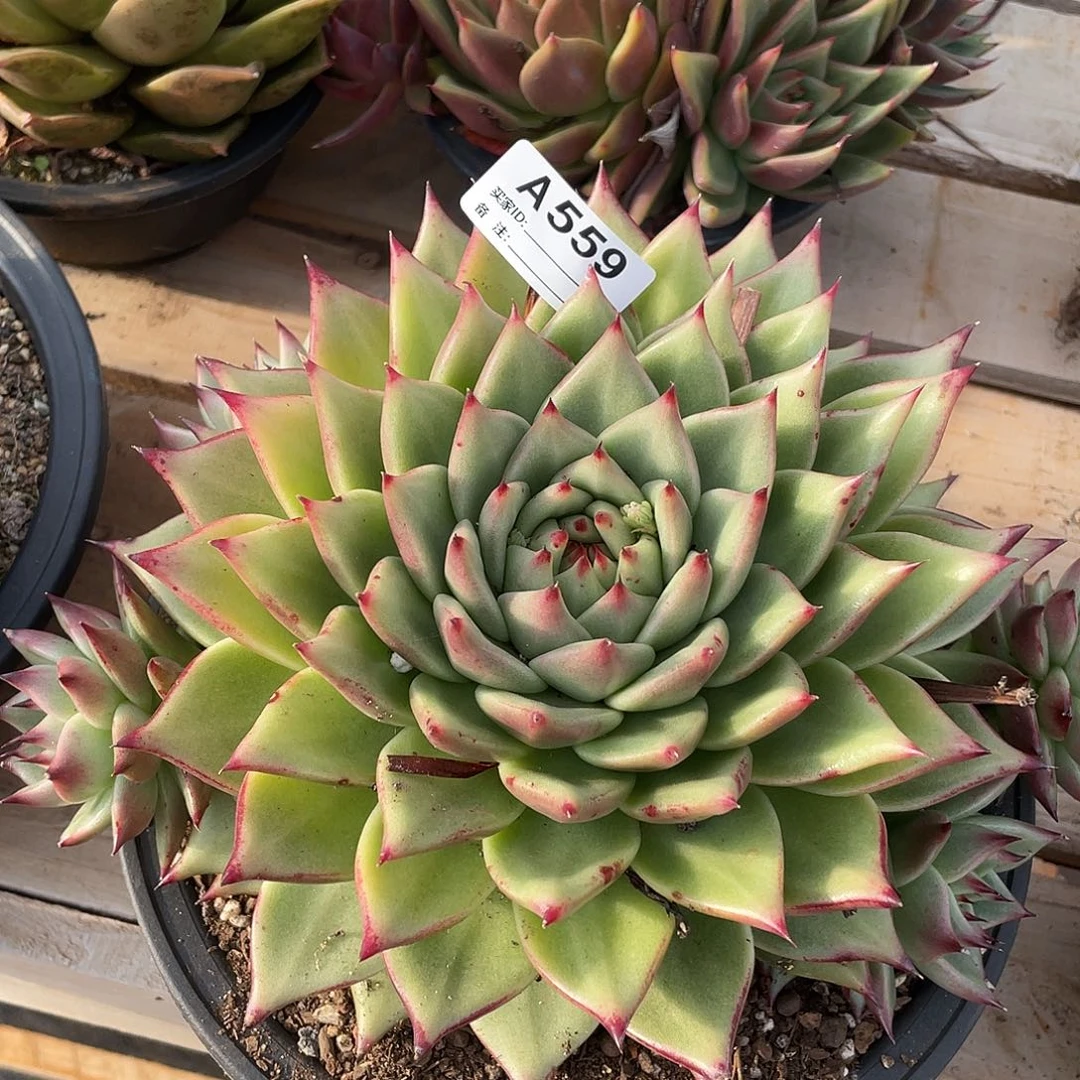 若如东云单拍A559