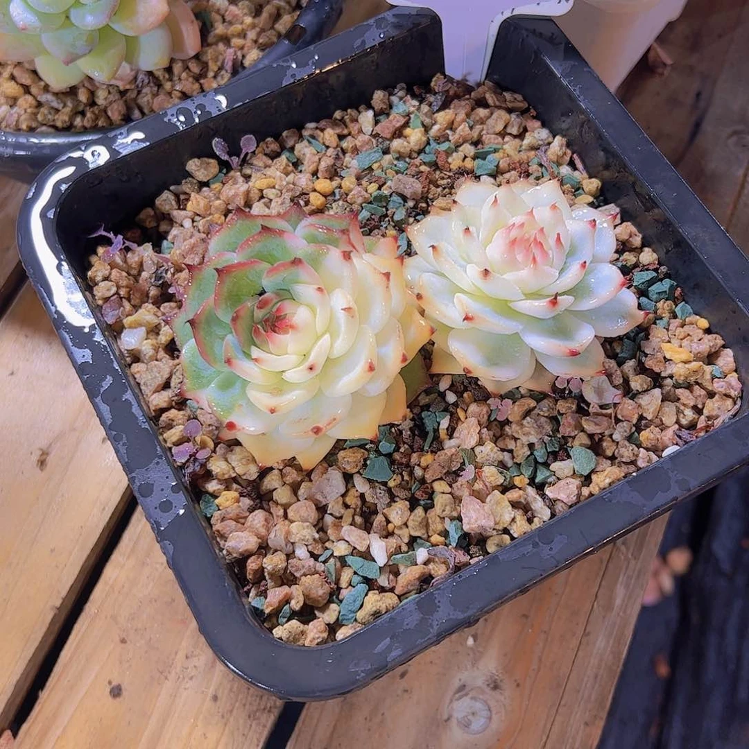 ?****花027吉娃娃锦。。。