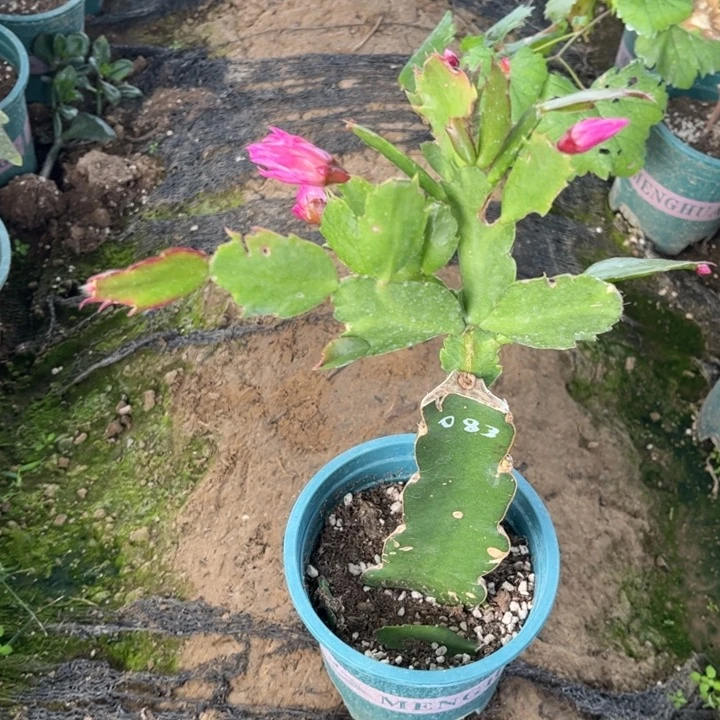 墨***言16号083红000000000